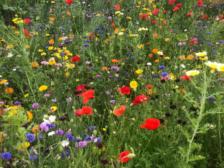 Wildflowers are excellent plants for pollinators