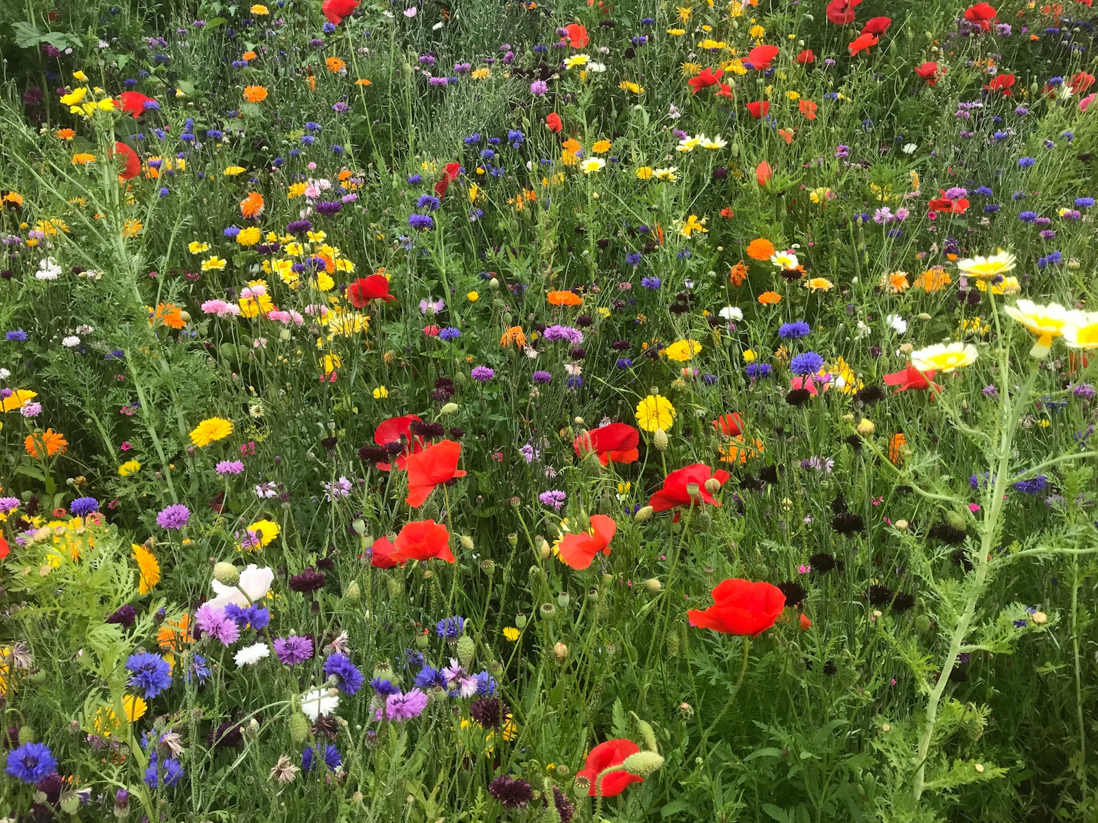 Wildflowers are excellent plants for pollinators